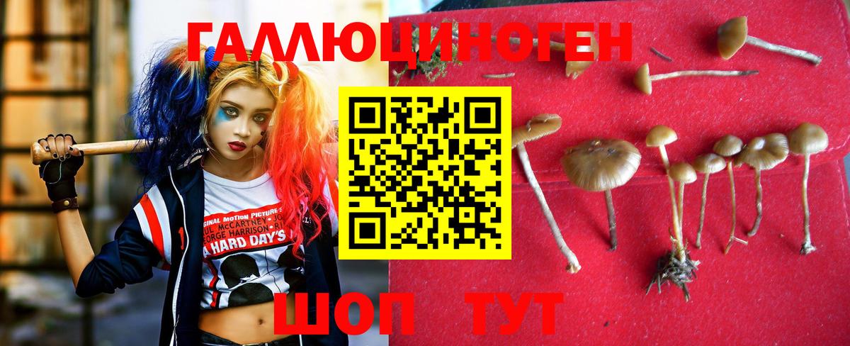 Псилоцибиновые грибы Psilocybe  Вход с VPN  Вышний Волочёк 